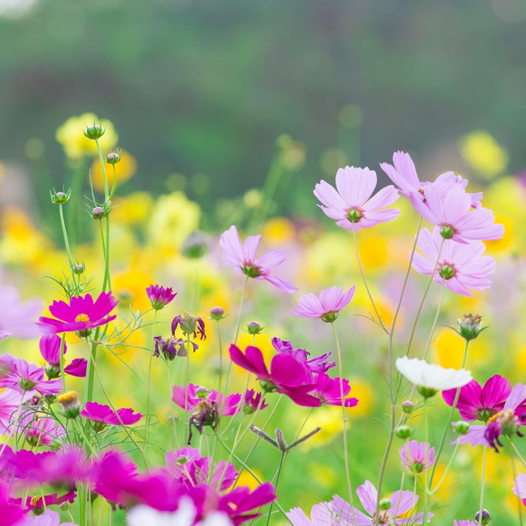 Spring Statement 2025 image